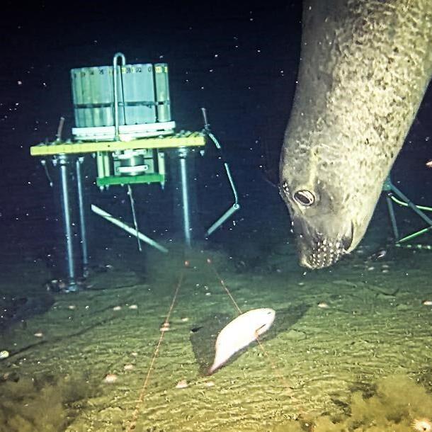 Elephant seals off B.C. coast used sonar equipment as 'dinner bell': Researchers